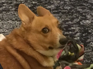 Meet your Posher, Susannah